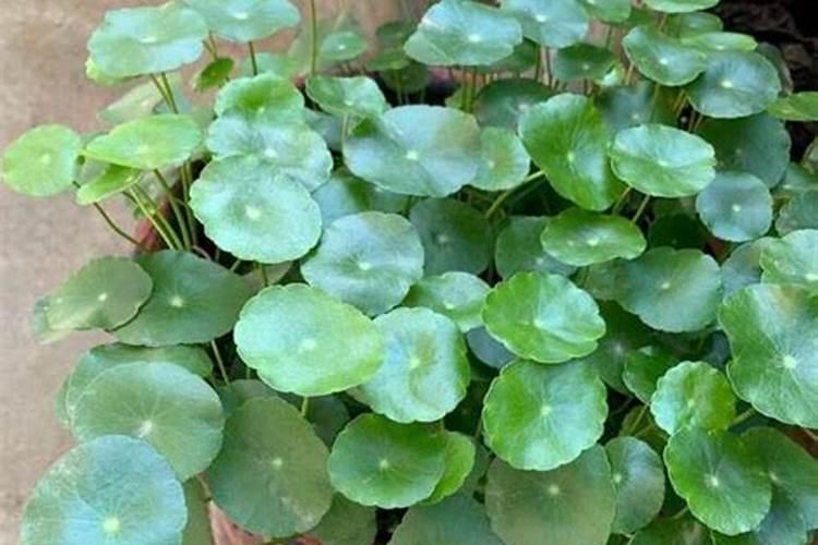 水培铜钱草施什么肥 需要怎么栽种