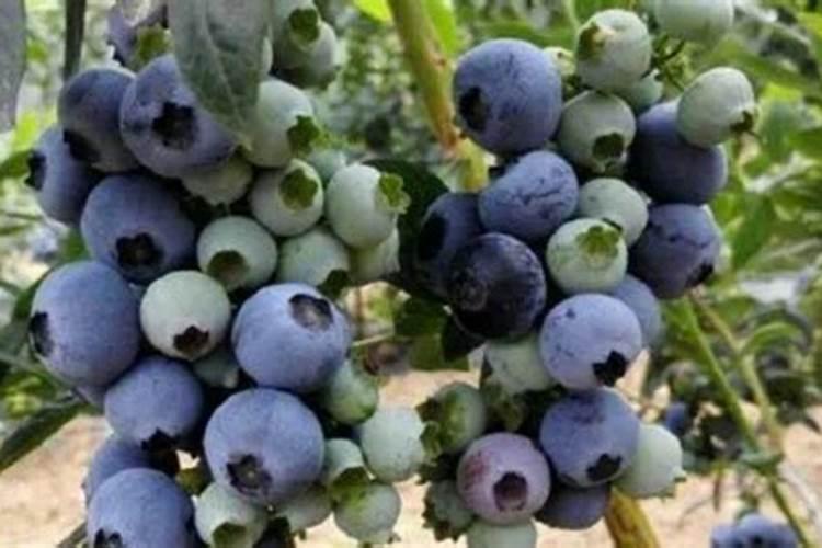 蓝莓施什么肥好？