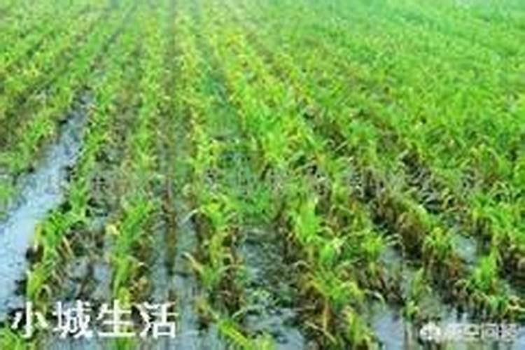 为什么三角梅的叶子会发黄？