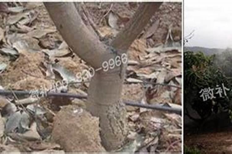 芒果树种植方法和时间