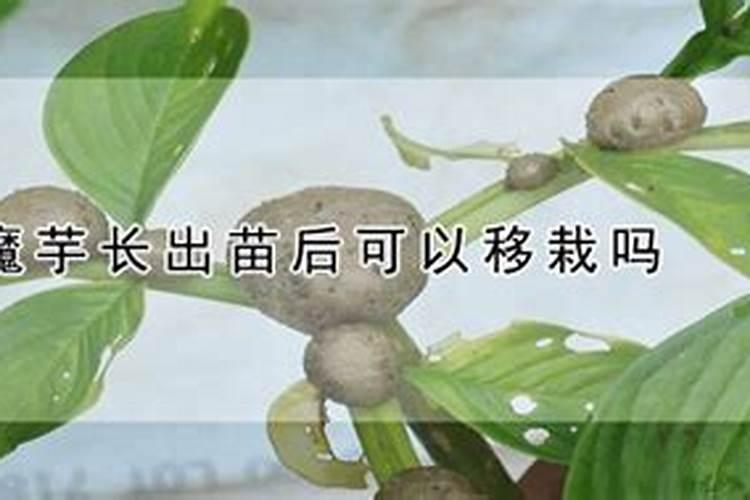 小麦最低多少度不发芽了