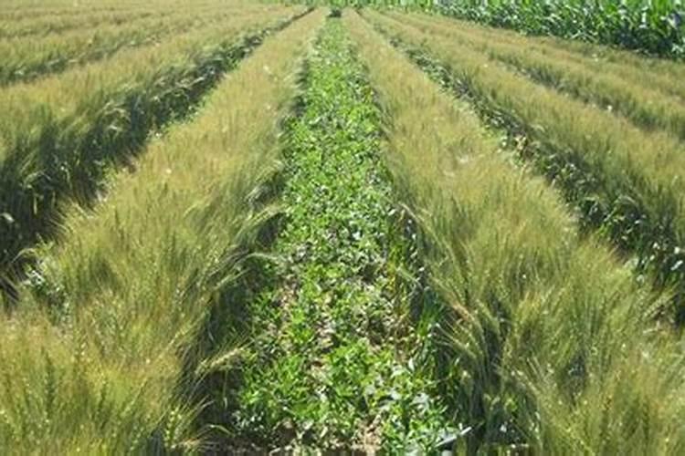 炔草酯河北柴胡地实验结果