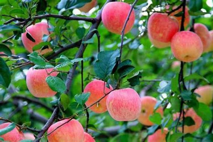 柑橘膨果期冲施什么肥料好？柑橘膨大期上什么肥料产量高？