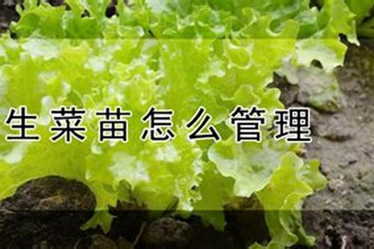 种生菜用什么肥料好 怎么施肥可以高产