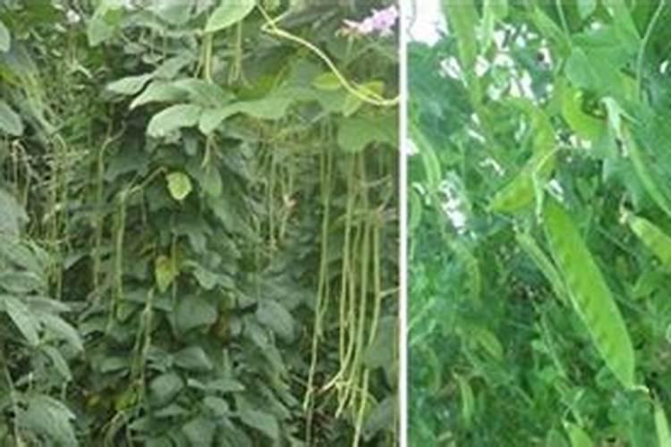芸豆种植技术