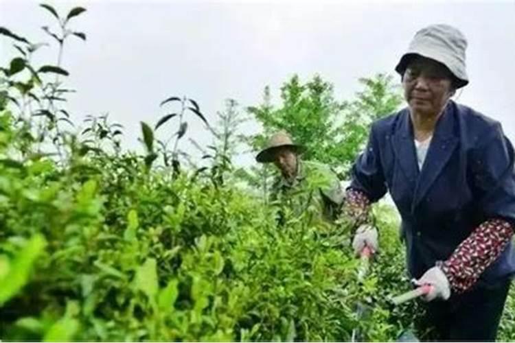 什么肥能促进茶叶树生长