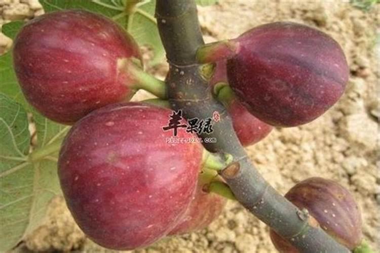 无花果施什么肥无花果怎么施肥