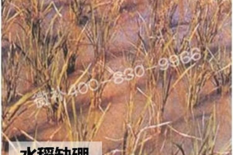 水稻生长需要微量元素肥料吗