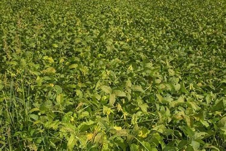 种植农作物的时候使用腐熟的黄豆粉做肥料,有什么好处？