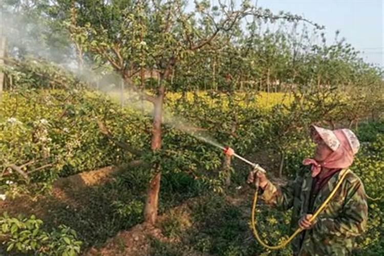 莘县叶面肥:果树喷施什么叶面肥,什么时候喷