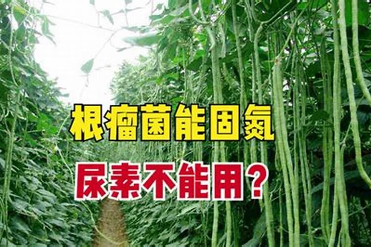 豆角最忌三种肥料