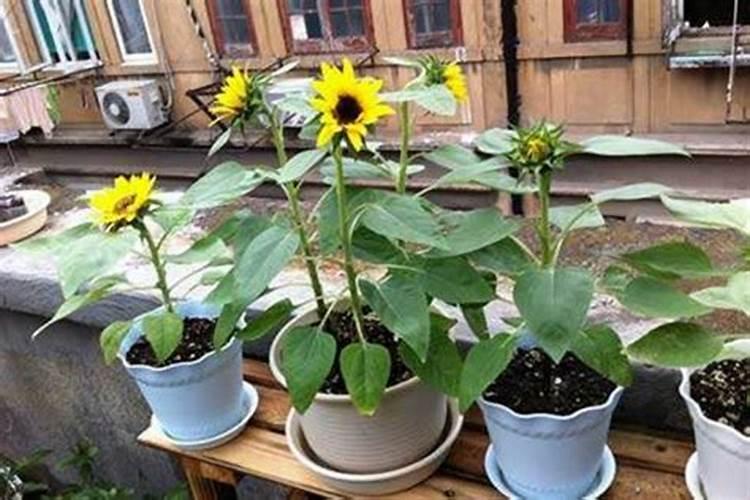 向日葵需肥详细规律花卉百科