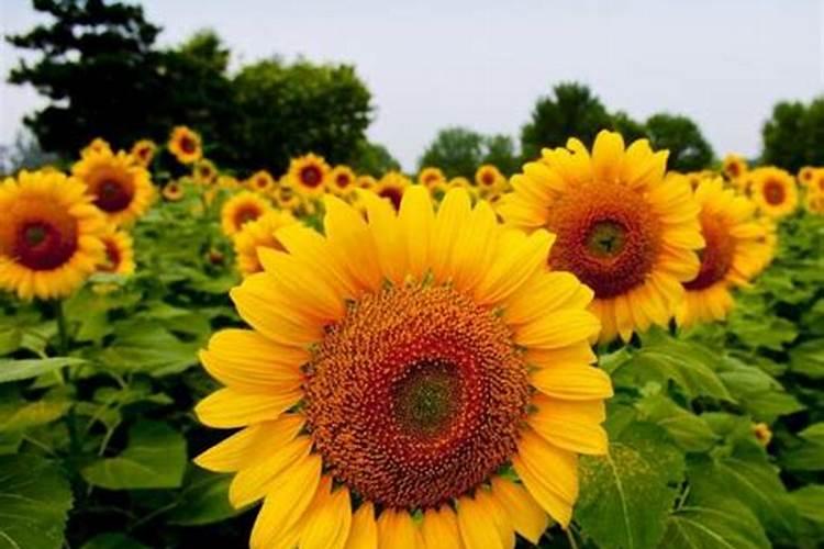 向日葵叶面肥打多了,叶子卷了怎么办？