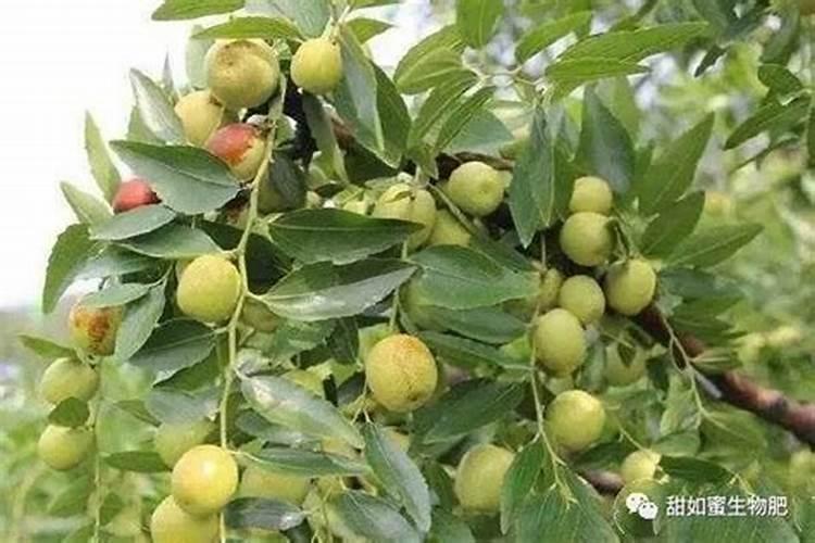 草莓挂果期用什么肥料