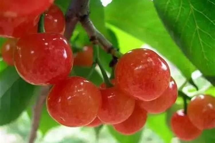 南方樱桃花期能不能喷磷酸二氢钾、糖醇钙和流体硼？