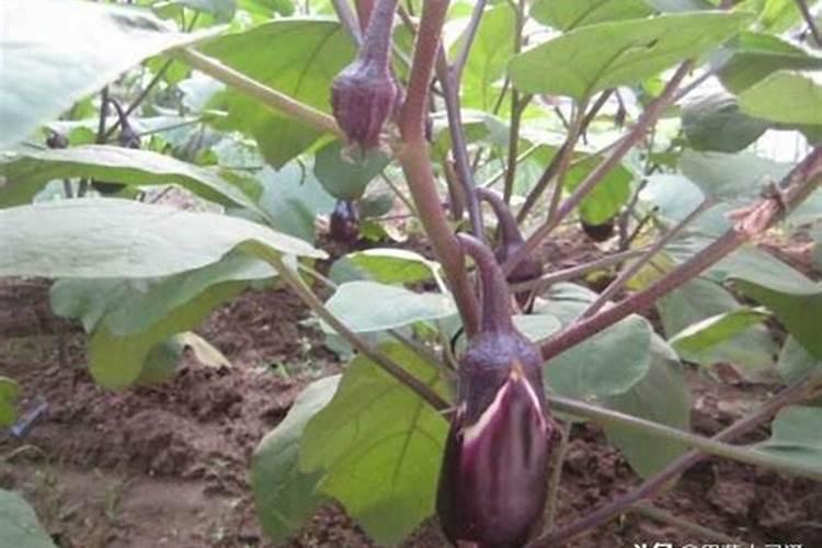夏季露地茄子七月怎么种植 茄子水肥施用技巧