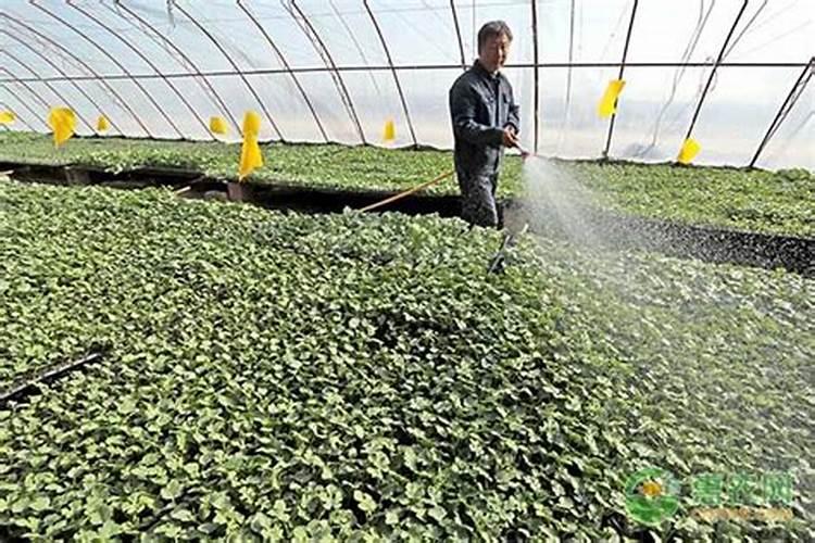 夏季种植茄子高产管理技术 茄子养殖需要注意什么