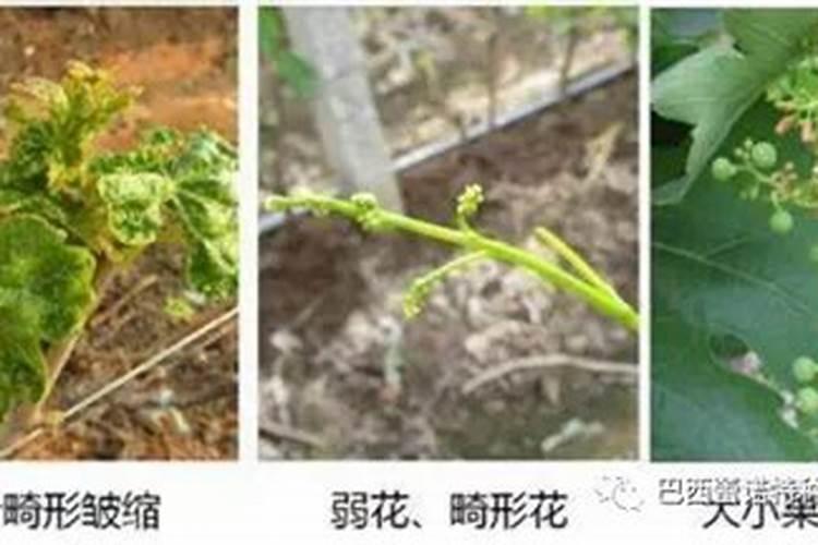 葡萄硼肥什么时候打最好？开花前？还是花期打？