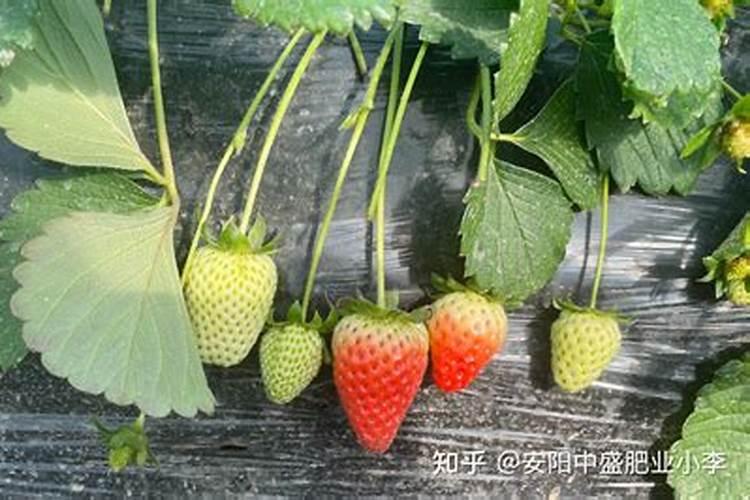 草莓肥料哪些最好