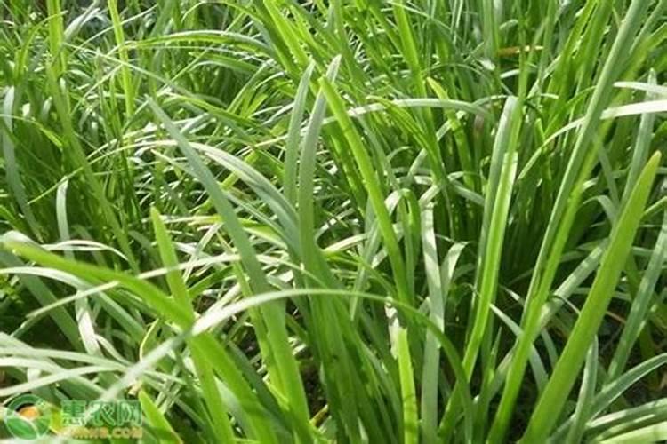 花盆里种植韭菜用尿素还是复合肥