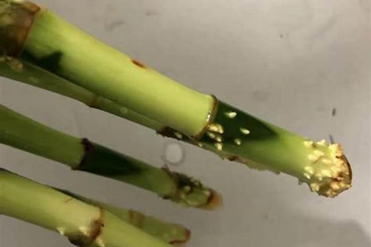 生根粉可以浇花吗