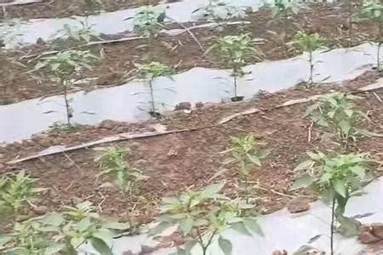 芸苔素在辣椒上能抗寒抗冷吗？