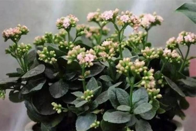 长寿花烂根了,可以用高硼肥吗？