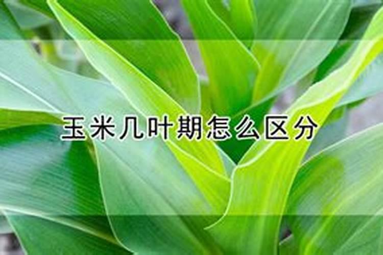 玉米几个叶喷叶面肥 怎么施肥效果最好