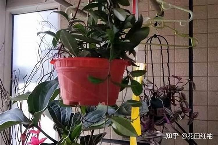 球兰为啥叶子不绿？