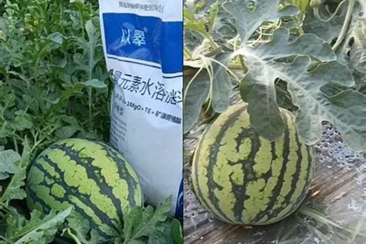 怎样早春大棚种植西瓜8424