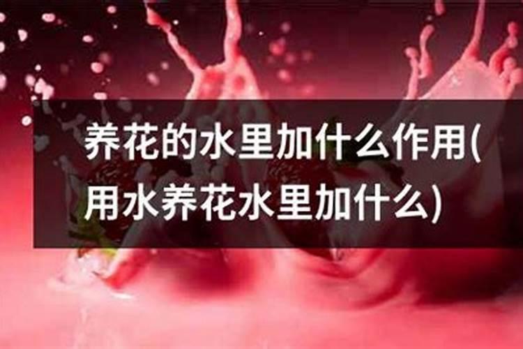 白兰花水扦插方法