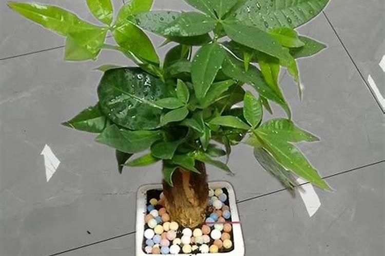 发财树如何施肥