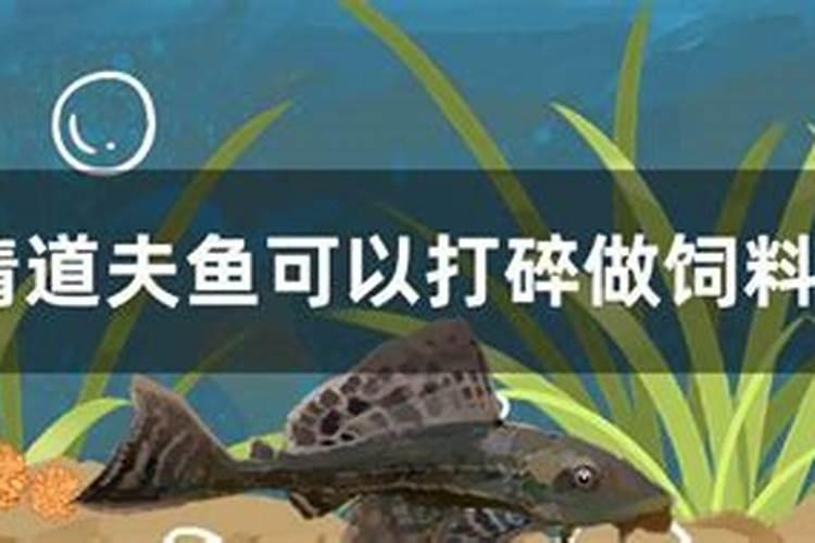 水溶肥如何给多肉施肥？