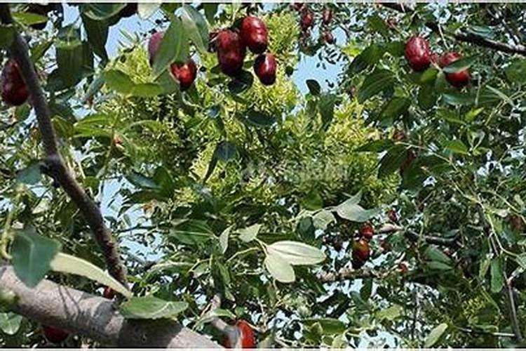 冬枣的种植与管理技术要点