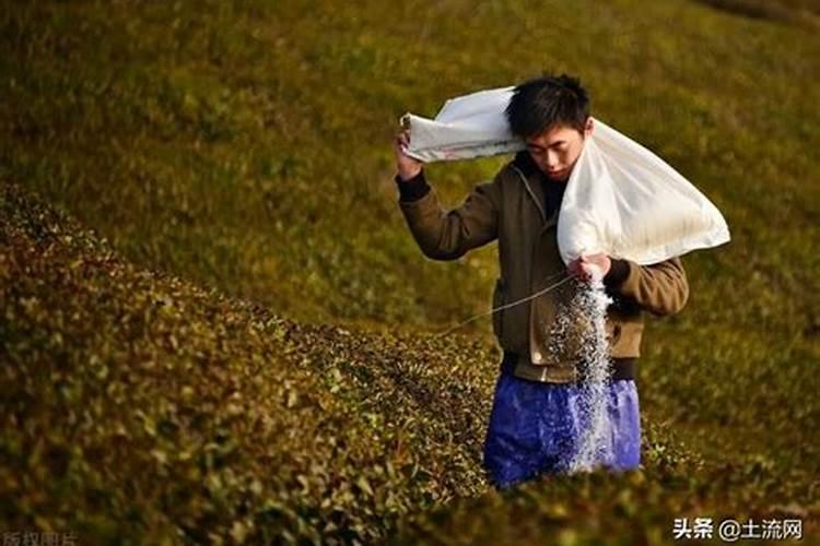 油茶树施什么肥长得快