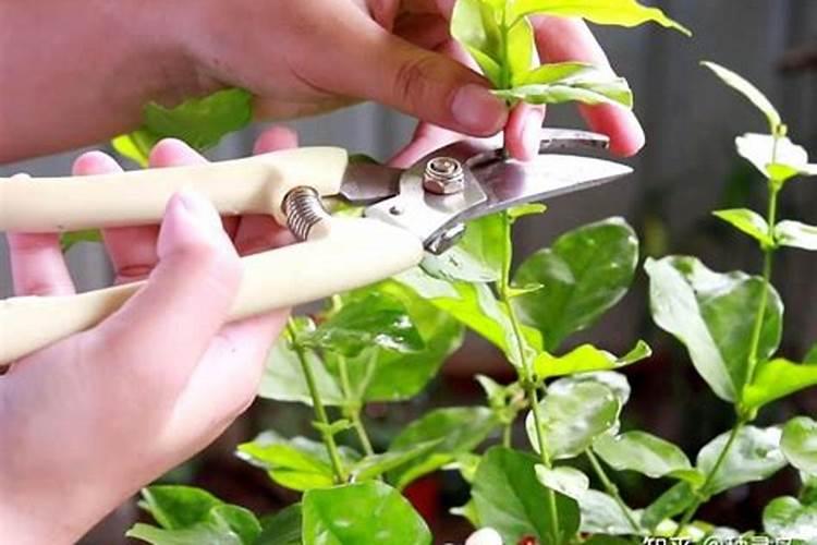 茉莉花多久施一次肥
