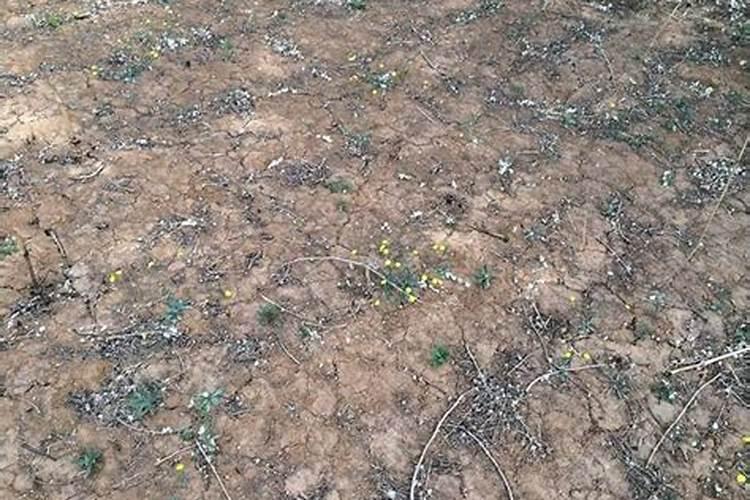 使用哪种氮肥引起土壤板结