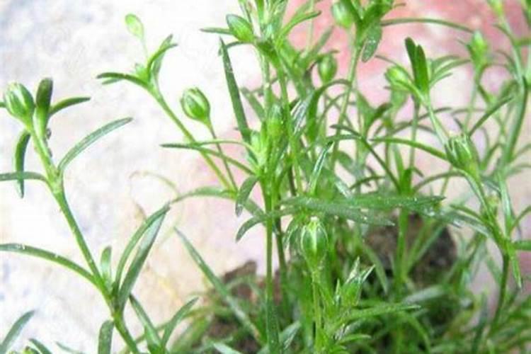 冰冻的黄姑鱼和黄花鱼解冻后怎么做好吃