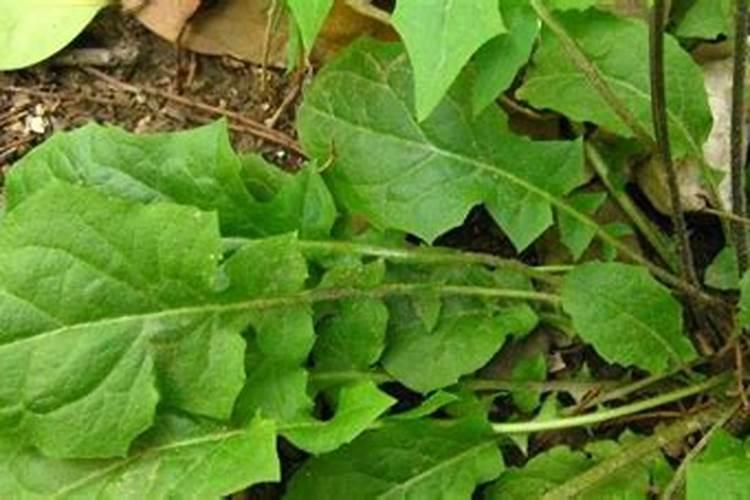 水仙小报怎么做,要图