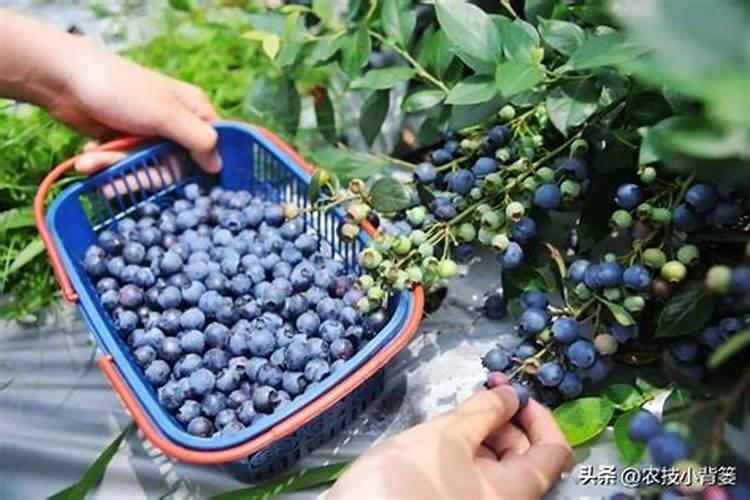 蓝莓用什么肥料最好
