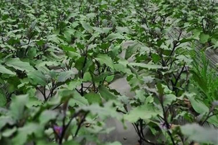 茄子施什么肥最好