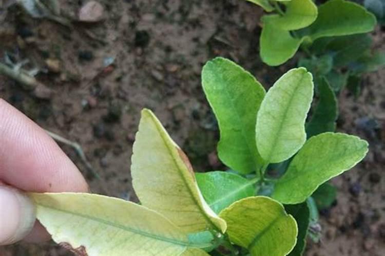 水系的植物叶子黄上什么肥好