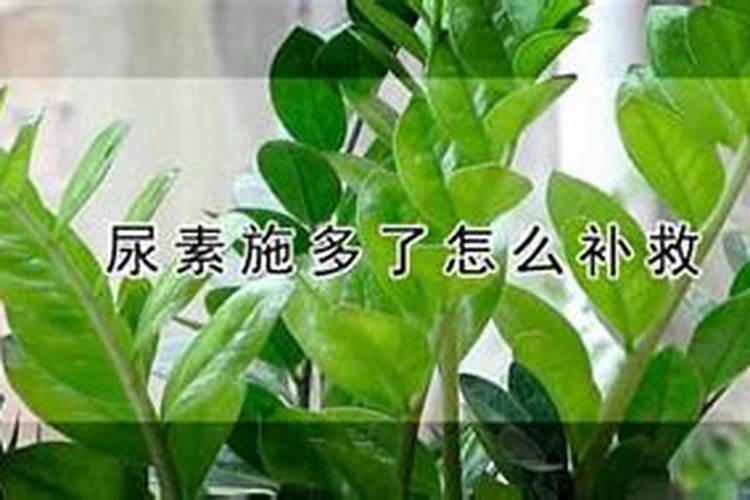 尿素施多了怎么补救