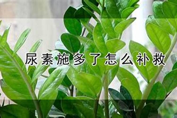 尿素打在叶面上打多了多久能缓过来？
