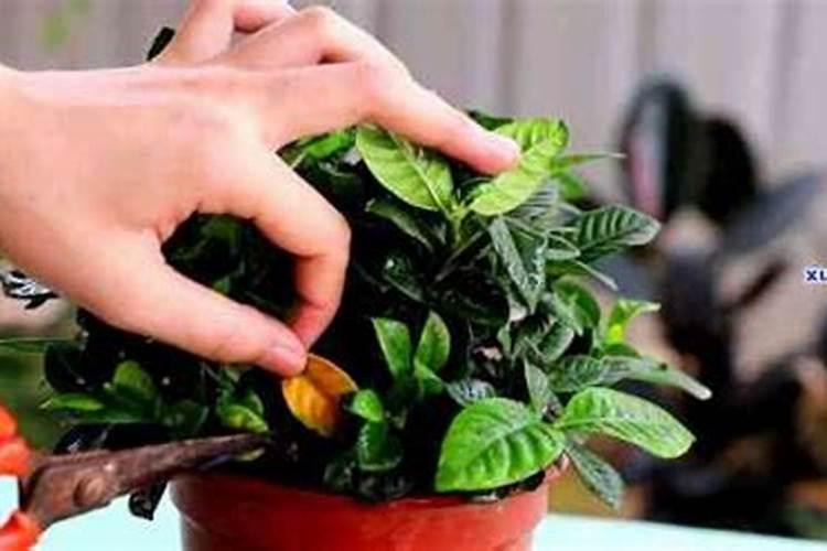 养栀子花的肥料 栀子花最好的肥料是什么怎么施