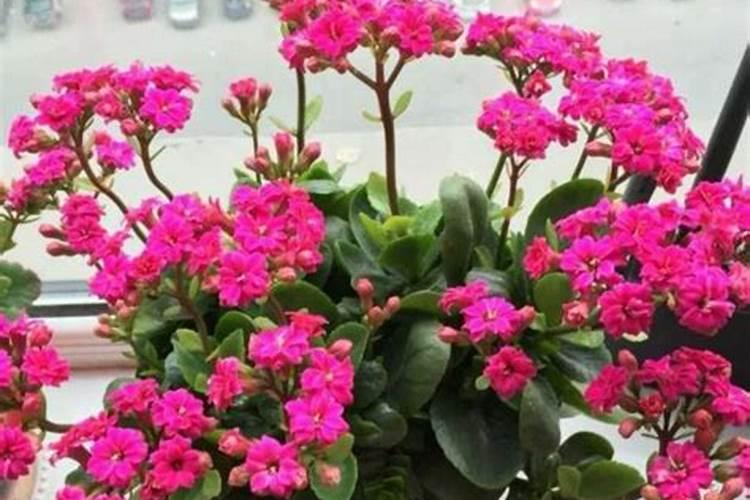 长寿花夏天高温怎么养