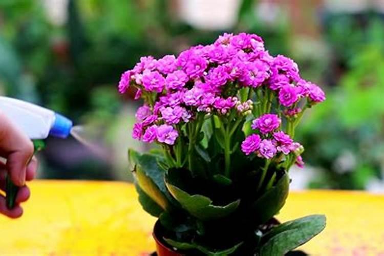 长寿花如何养护