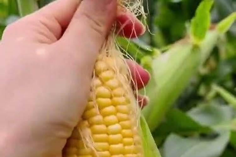 玉米施肥时间和方法