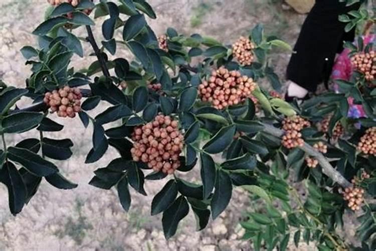 花椒树幼苗能施叶面肥吗