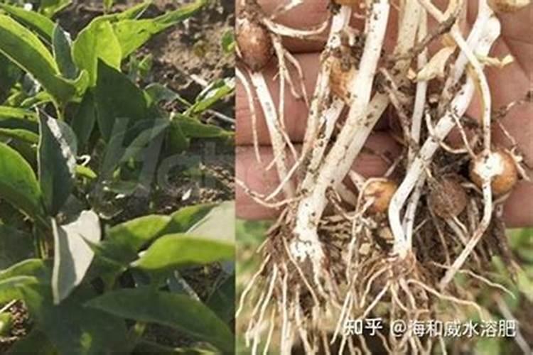 水溶肥的颜色不一样是怎么回事